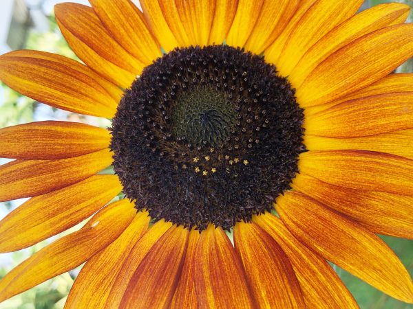 Autumn Beauty Sunflower Online Sale