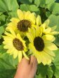 Lemon Queen Sunflower For Discount