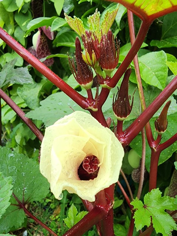 Red Burgundy Okra Sale