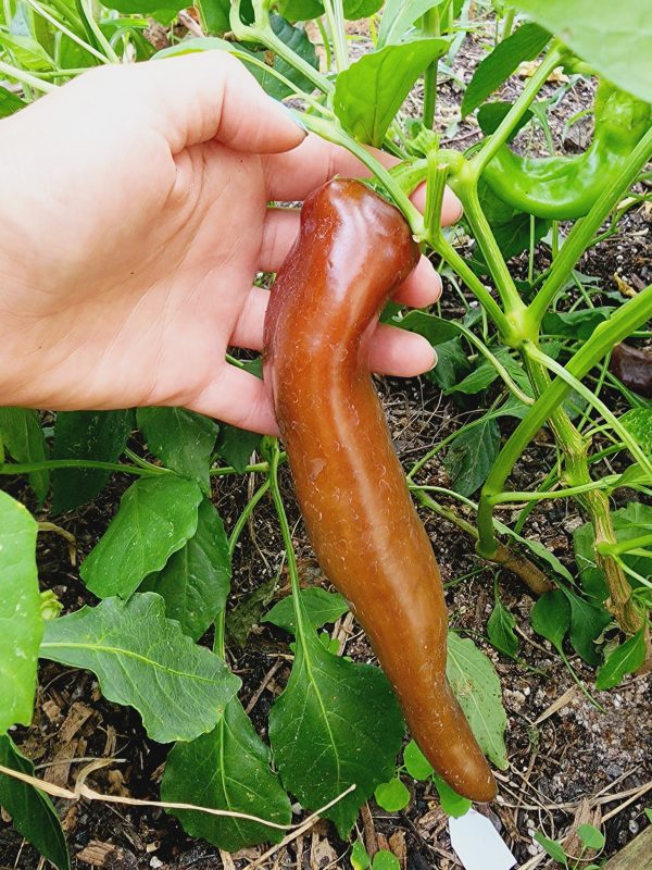 Jumbo Chocolate Sweet Pepper Sale