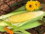 Golden Bantam Sweet Corn Seeds Discount