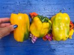 Yellow Monster Sweet Pepper Discount