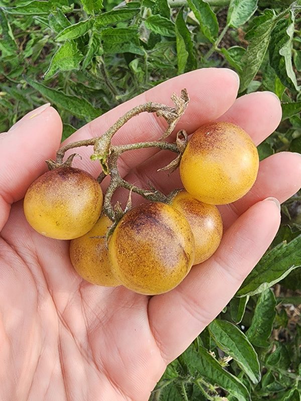 Amethyst Cream Yellow & Purple Cherry Tomato on Sale