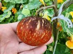 Dark Galaxy Tomato Seeds Online now