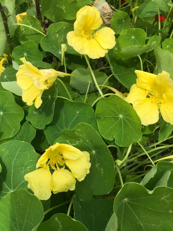 Jewel Mix Nasturtiums Flower Seeds Hot on Sale