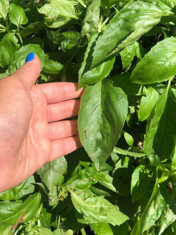 Italian Large Leaf Sweet Basil For Sale