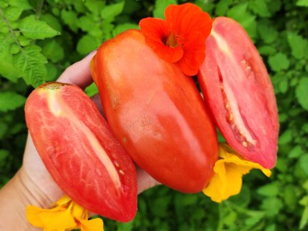 San Marzano Redorta Tomato Seeds Hot on Sale