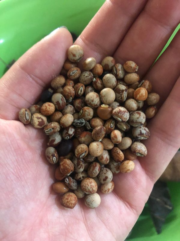 Pigeon Peas aka Guandules Online Hot Sale