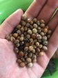 Pigeon Peas aka Guandules Online Hot Sale