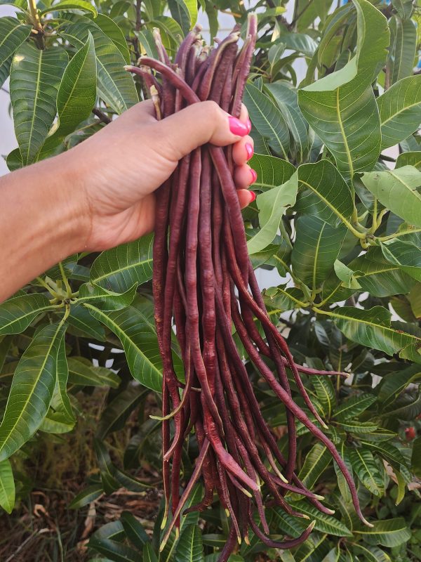 Red Noodle Yard Long Bean Online