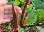 Red Burgundy Okra Sale