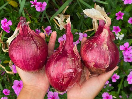 Red Grano Onion Seeds Online Sale