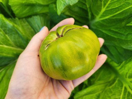 Dwarf Summertime Green Beefsteak Tomato on Sale