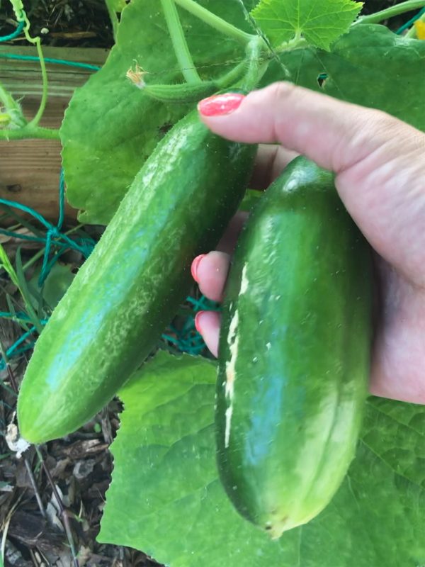 Beit Alpha Cucumber Online now