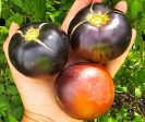 Black Beauty Tomato Online