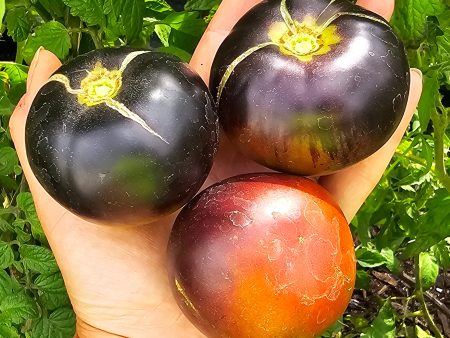 Black Beauty Tomato Online