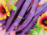 Purple Podded Pole Bean Seeds Fashion