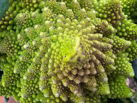 Romanesco Broccoli Seeds Fashion