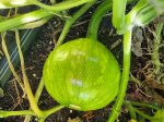 RARE Mayan Small Squash aka Calabacita Chica Online now