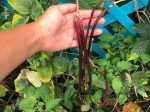 Red Noodle Yard Long Bean Online