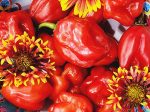 Red Habanero Chili Pepper Seeds Supply