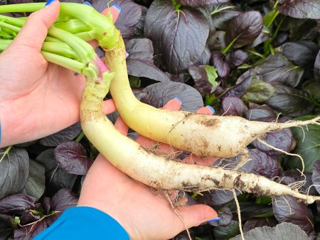 White Icicle Radish Seeds Online Sale