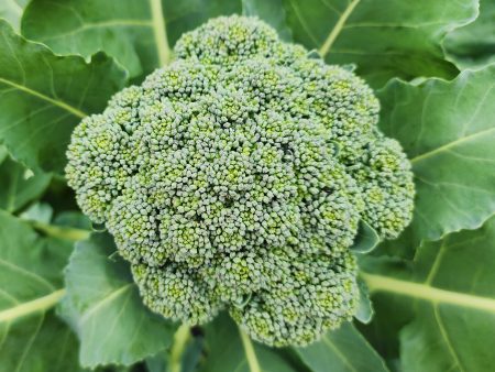 Di Cicco Broccoli Seeds For Cheap