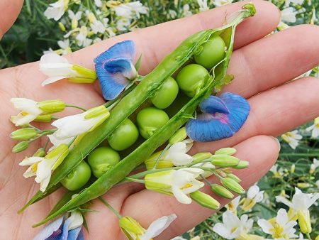 Green Arrow Sweet Shelling Pea Sale