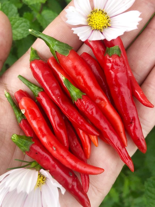 Thai Red Chili Hot Pepper For Cheap