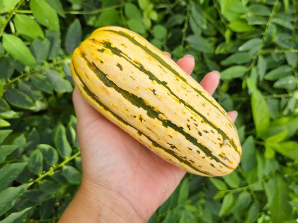 Delicata Squash Seeds Hot on Sale