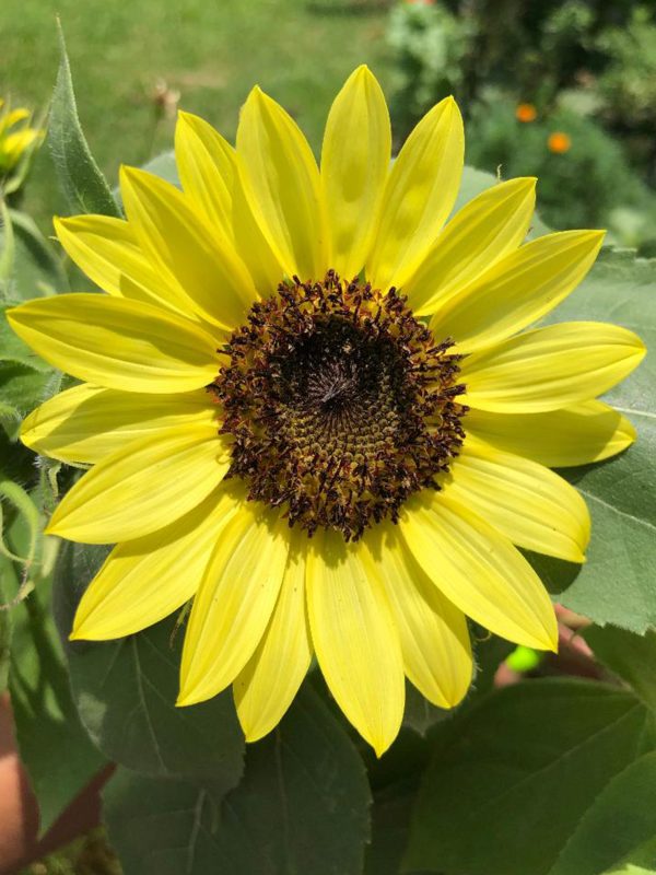 Lemon Queen Sunflower For Discount