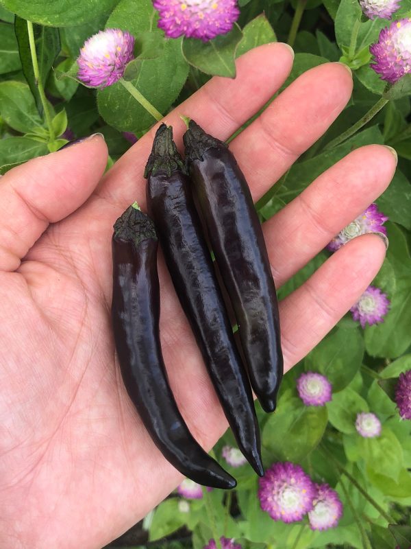 Murasaki Purple Sweet Pepper on Sale