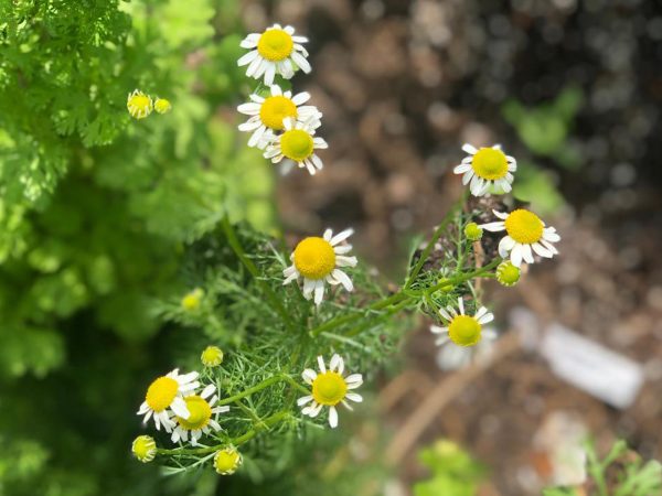 German Chamomile For Sale