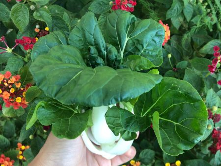 Canton Bok Choy Online Sale