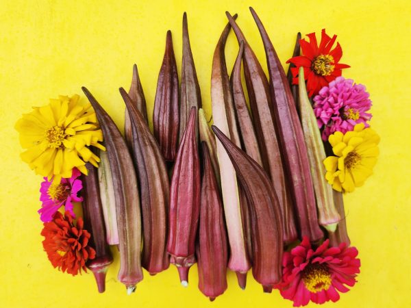 Red Burgundy Okra Sale