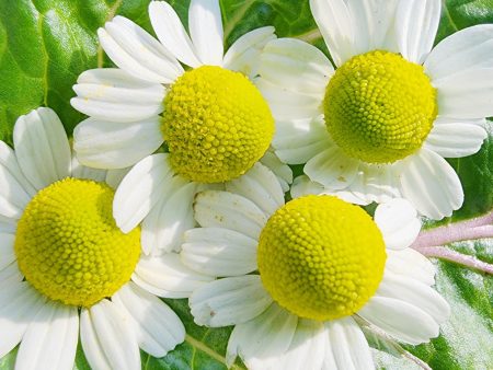 German Chamomile For Sale