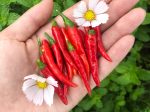 Thai Red Chili Hot Pepper For Cheap