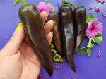 Purple Marconi Italian Sweet Pepper Hot on Sale