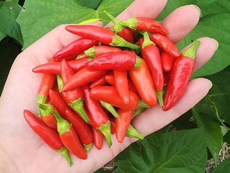 Italian Bullet Hot Pepper Seeds on Sale