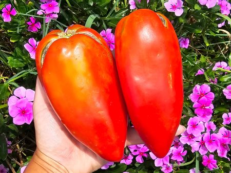 Jersey Giant Heirloom Tomato Seeds Supply