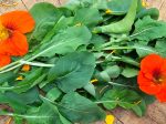 Arugula Mustard Greens Herb Seeds Online