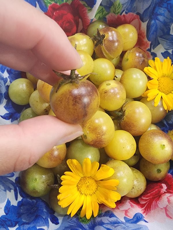 Amethyst Cream Yellow & Purple Cherry Tomato on Sale