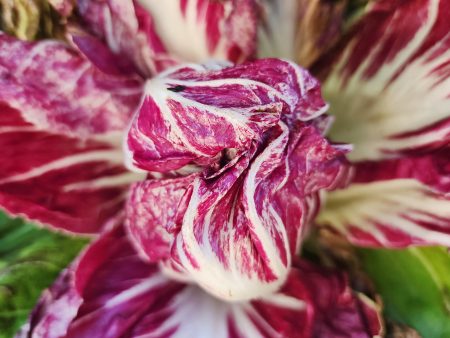 Palla Rosa Radicchio Seeds Online Hot Sale