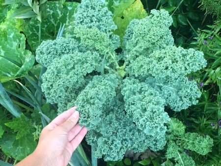 Vates Blue Scotch Curly Leaf Kale For Cheap