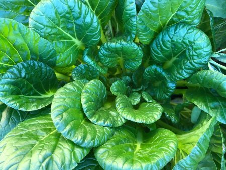 Tatsoi Asian Mustard Greens Seeds Supply