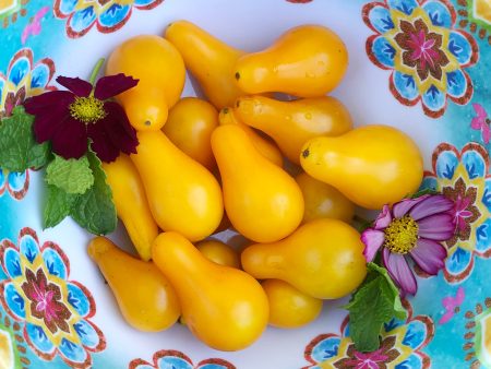 Yellow Pear Cherry Tomato Hot on Sale