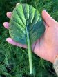 Tatsoi Asian Mustard Greens Seeds Supply