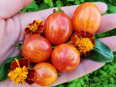 Sunrise Bumblebee Cherry Tomato Seeds Cheap