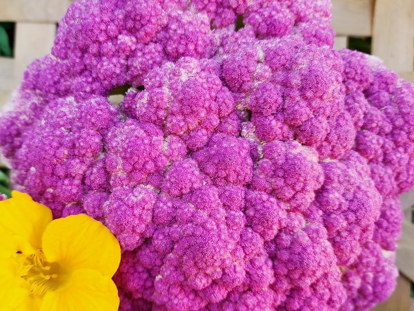 Violetta Italia Purple Cauliflower Seeds Sale