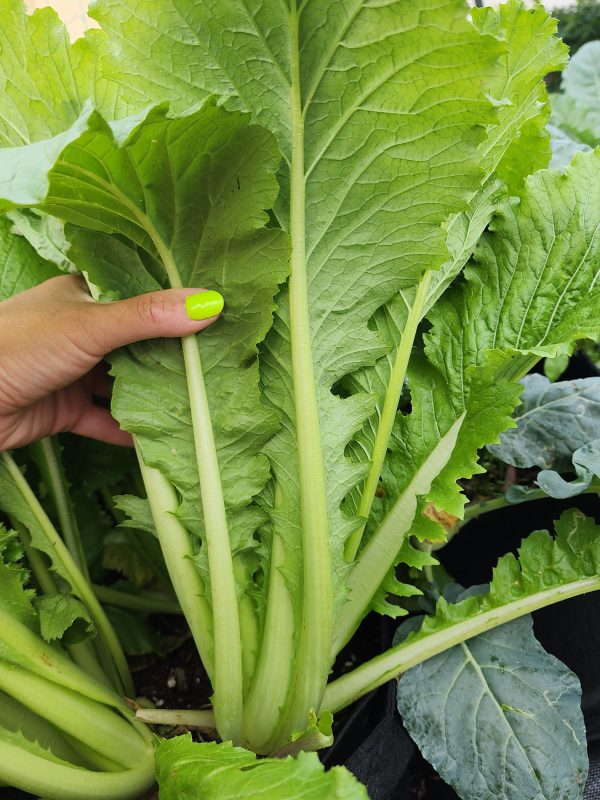 Michihili Napa Cabbage Seeds on Sale